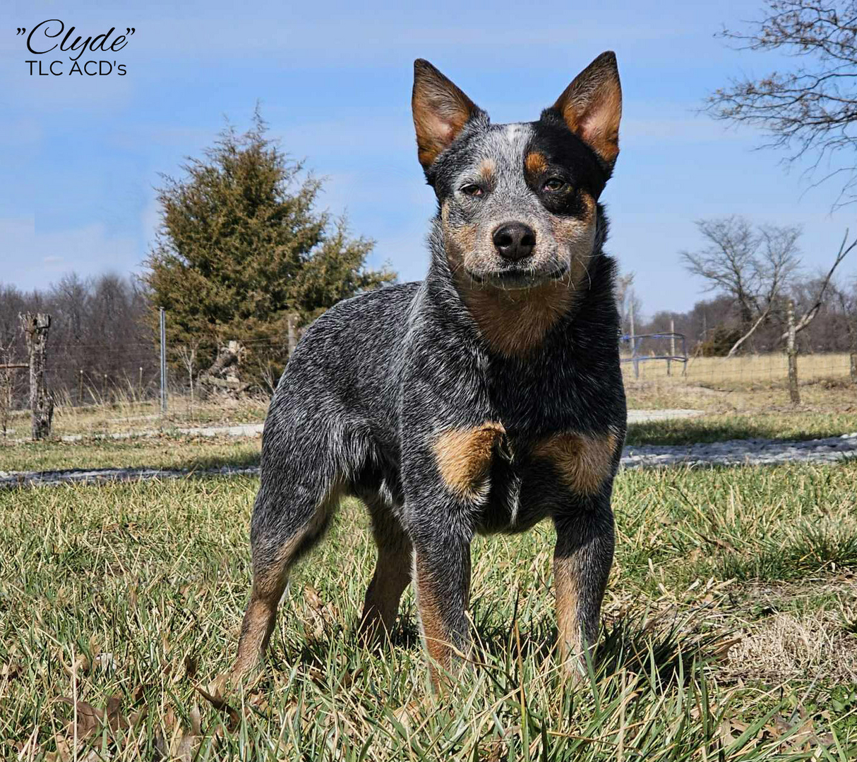 Tlc australian fashion cattle dogs