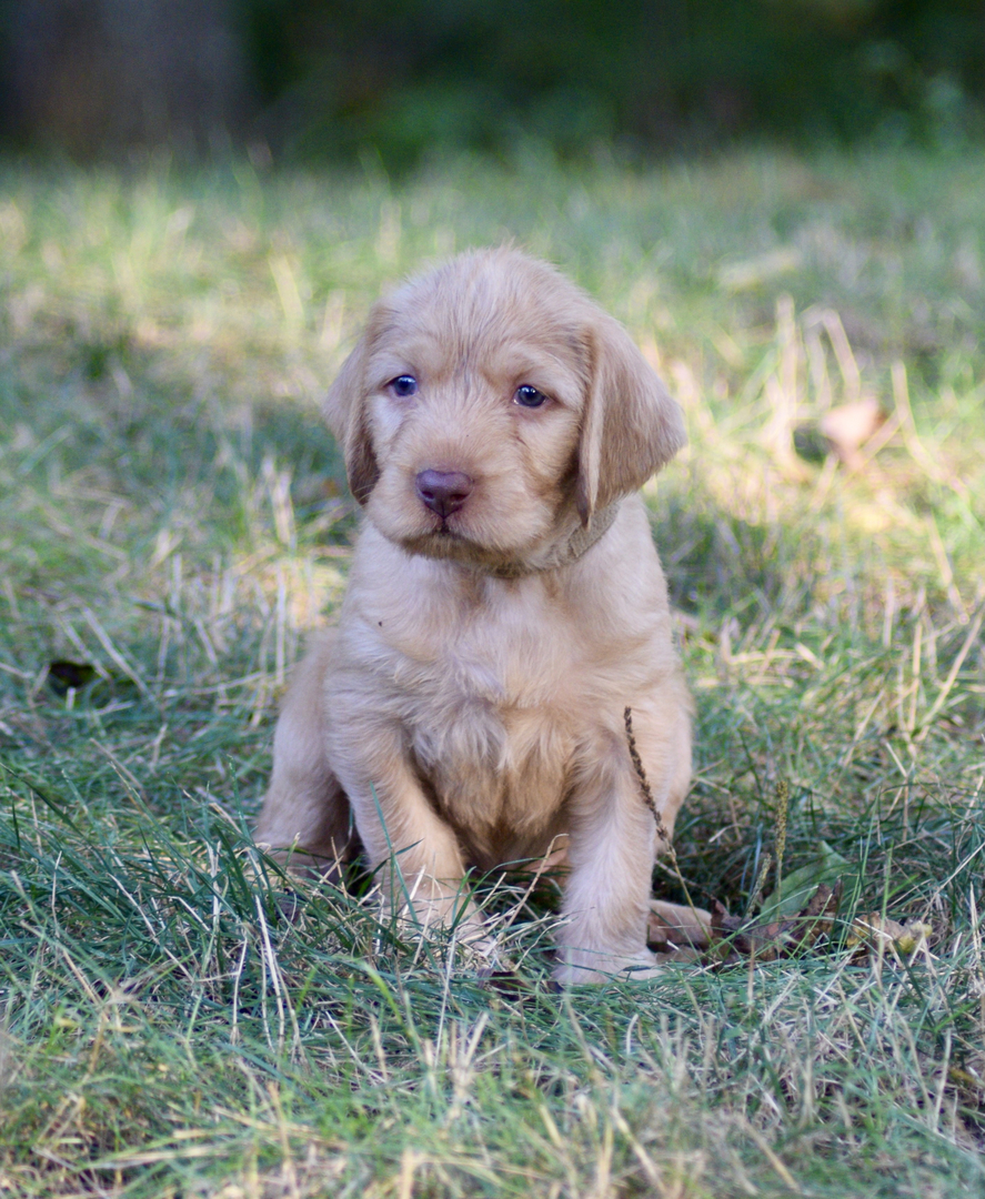 Wire vizsla puppies new arrivals