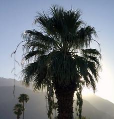 Palm Springs