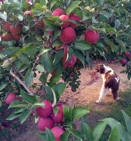 Dog in apple orchard