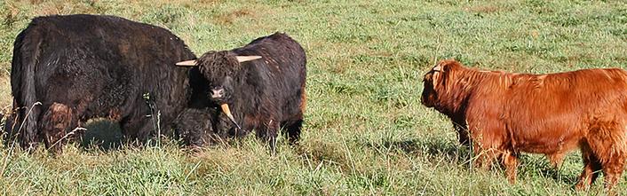 Highland cattle black,Scottish highland cattle,Black highland cattle,Highland cattle, Highland calves