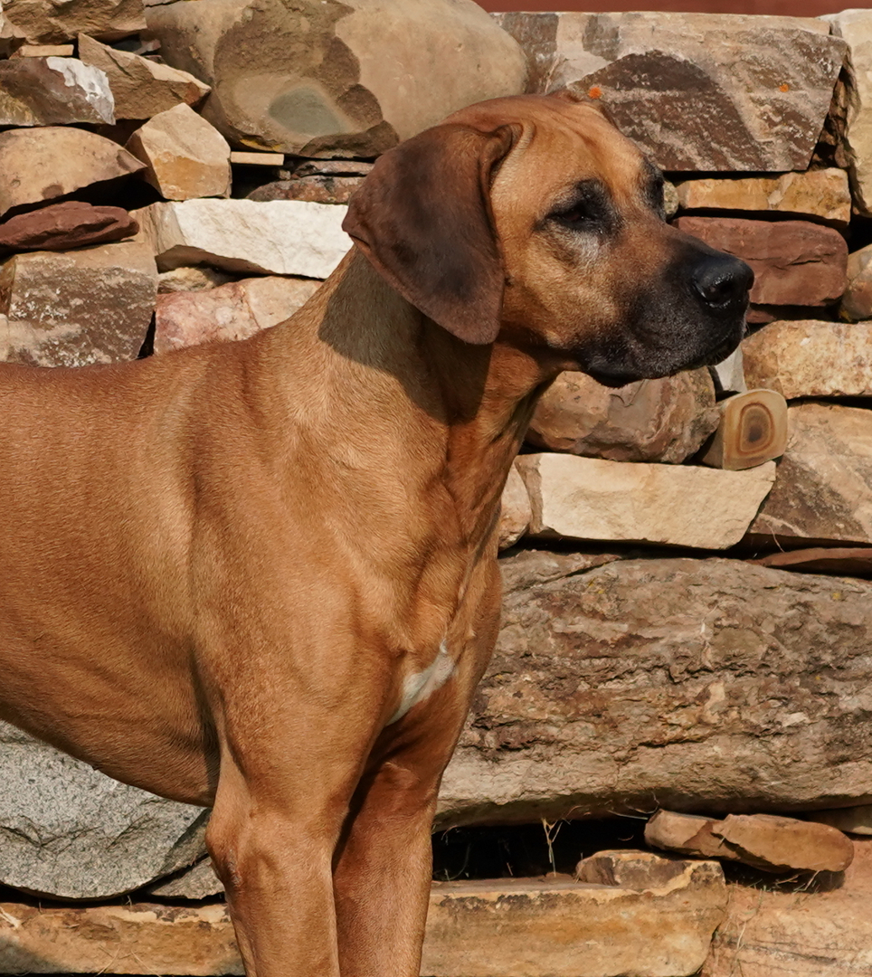 Kengali rhodesian hot sale ridgebacks