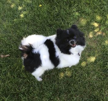 Black & White Parti Girl Pomeranian