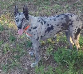 Hangin tree best sale cow dogs