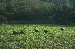 Kentucky Turkey Season