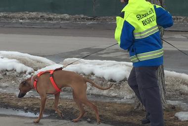 Flathead County Canine K9