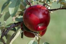 Rim's Edge Orchard Pick Your Own SnowSweet Apple