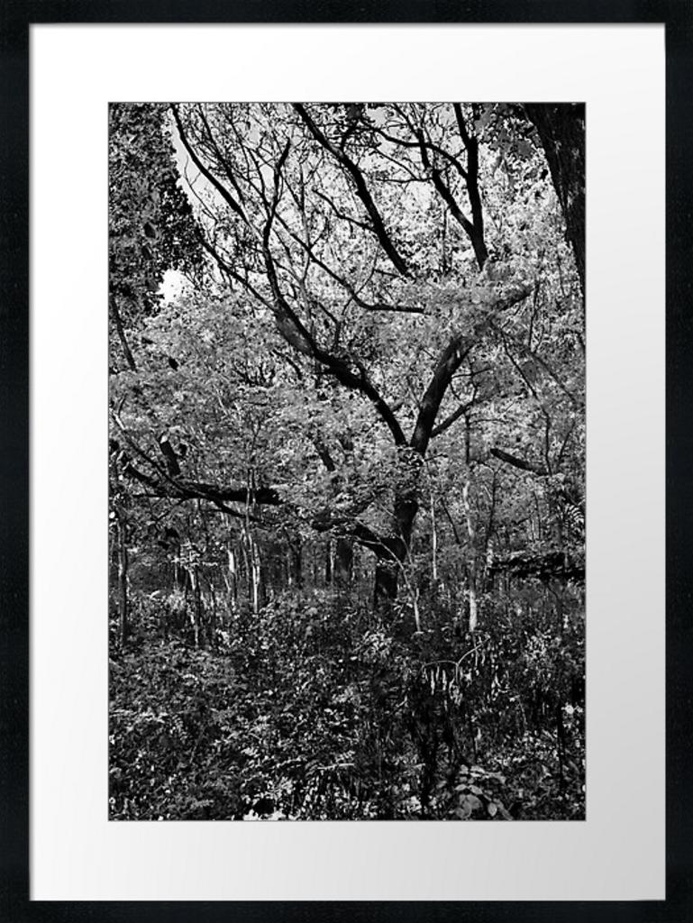 A Woodland Dance