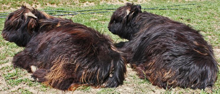 Highland cattle black,Scottish highland cattle,Black highland cattle,Highland cattle, Highland calves