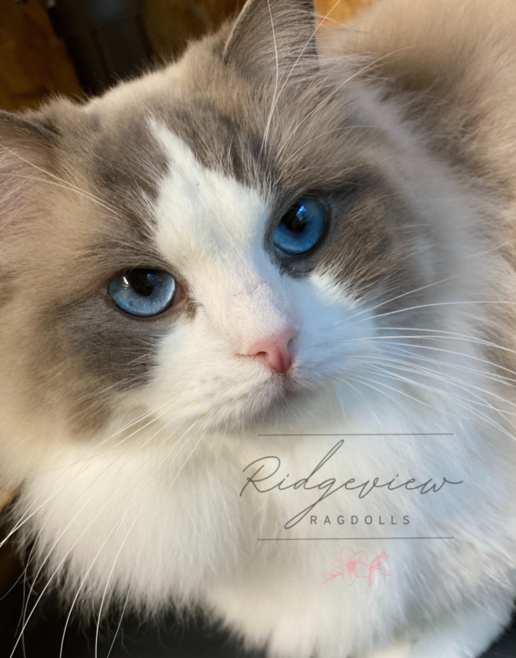 Ragdoll kittens, TICA registered, tradionals, mink, seal, blue, solids, Ragdoll  kittens for sale