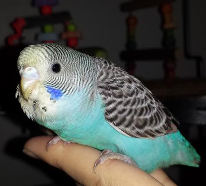 Parakeet Info