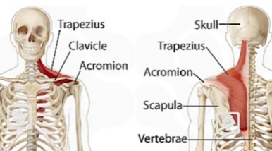 Shoulder