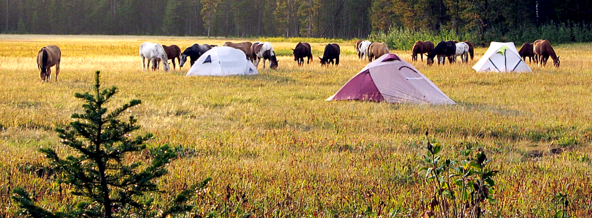 Yellowstone National Park, pack trips, horse camping, horses