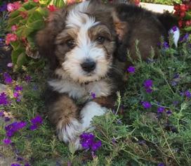 sable bernedoodle baby