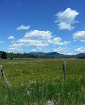 Mount Lassen cow meadow and big sky.