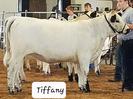 RLC Farms MN LLC British White Cattle