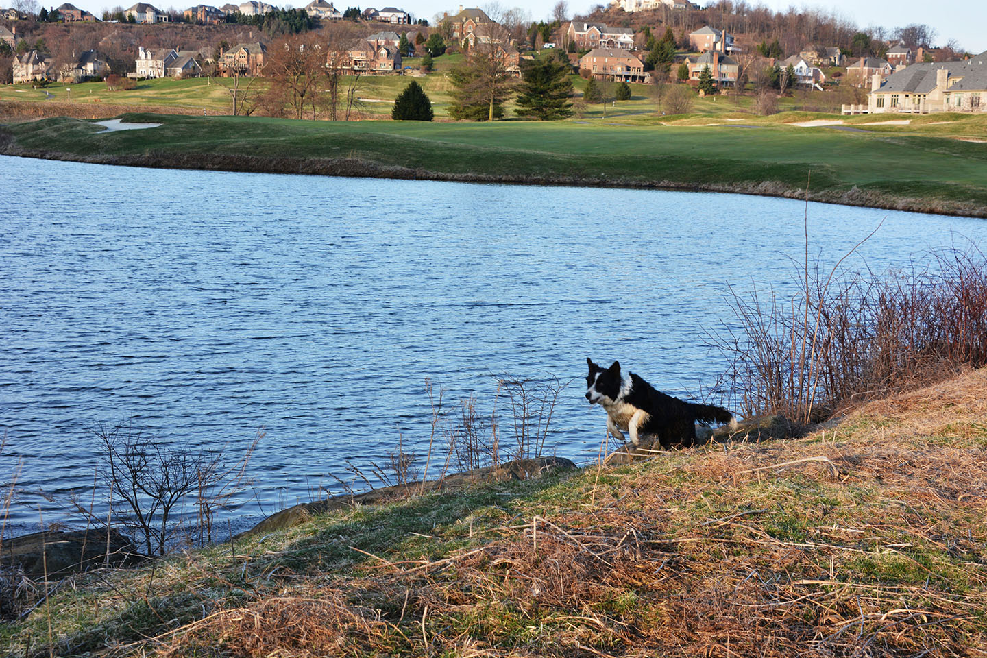 Geese Police of Western Pennsylvania PA boarder collie in action chasing problem canada geese