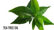 Tea Tree Oil Leaves
