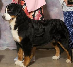 Akc bernese best sale mountain dog