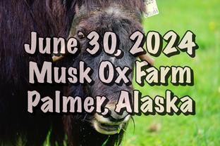 musk ox palmer alaska