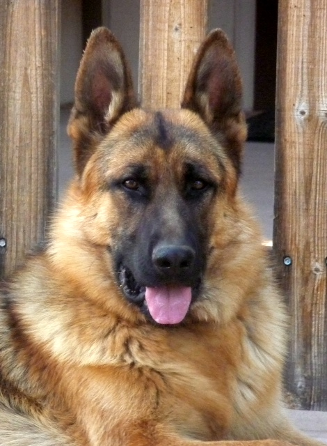 German shepherd outlet giant