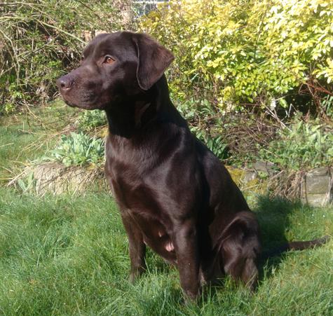 Gun dog cheap breeders labradors