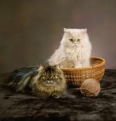cat grooming, dog grooming, pet grooming, bathing, wash dog, washing dog, washing cat, pet care, pet products