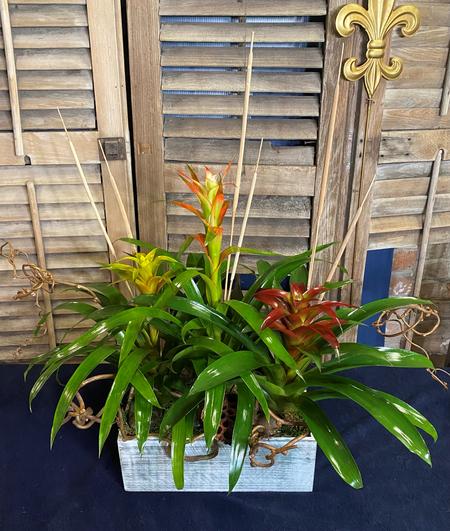 Wooden bromeliad planter containing yellow, orange, and red plants with sheet moss, kiwi, cat tails, and a lotus pod