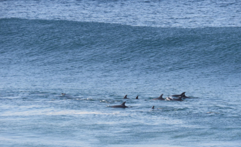 Dolphins just south of the main reef