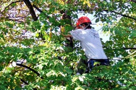 TREE CARE SERVICES