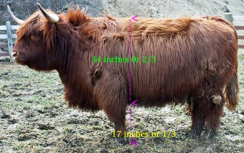 Scottish highland cattle, Highland cattle, Black highland cattle, Highland cattle calves