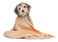 cat grooming, dog grooming, pet grooming, bathing, wash dog, washing dog, washing cat, pet care, pet products