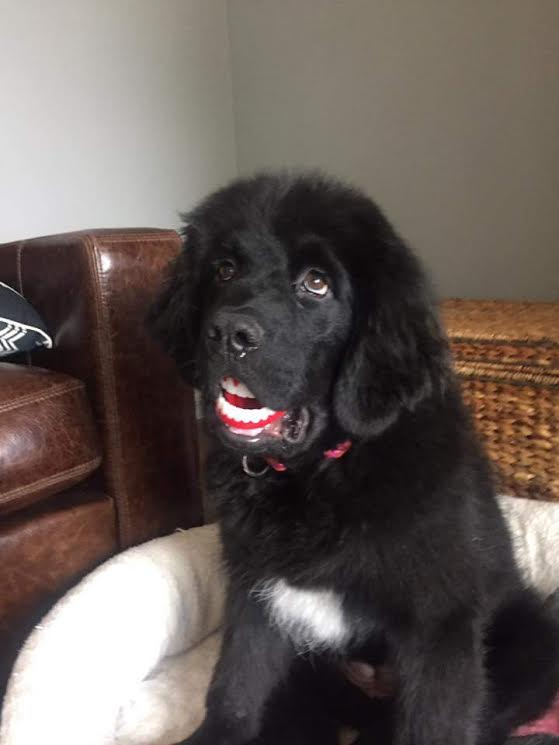 How much to feed a newfoundland puppy hotsell