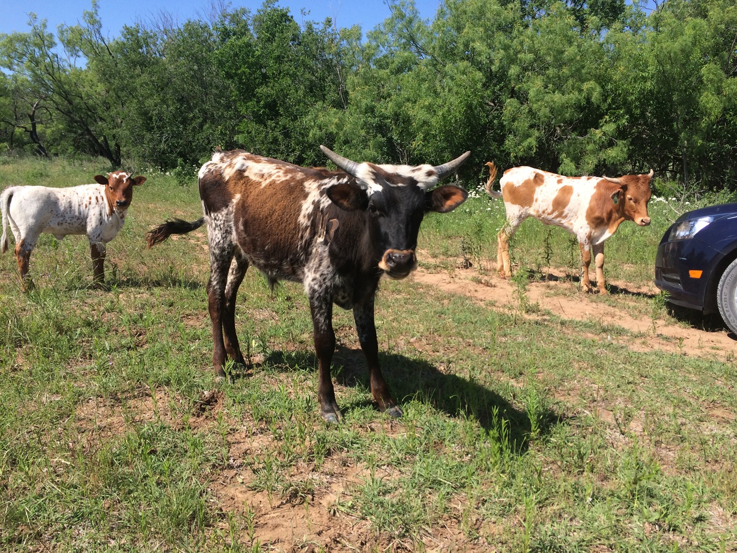 Miniature Cattle Have Ambled Into Our Hearts and Onto Our Modest Acreages –  Texas Monthly