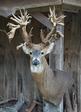 Mounted deer Baton Rouge