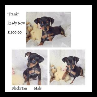 HPA Harlequin Pinschers