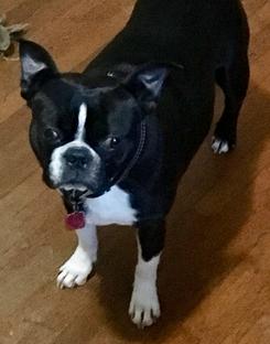 Lucky k hot sale boston terriers