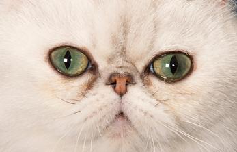 Exotic cheap shorthair cattery