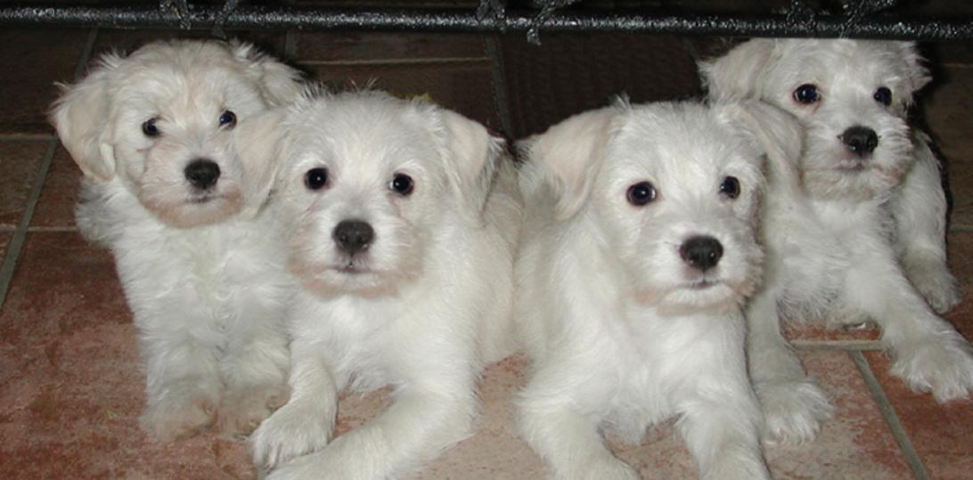 Toy shop schnoodle breeders