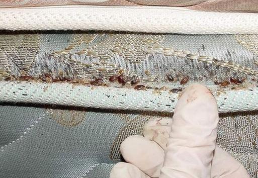 bed bug mattress removal bed bug infested furniture removal in las