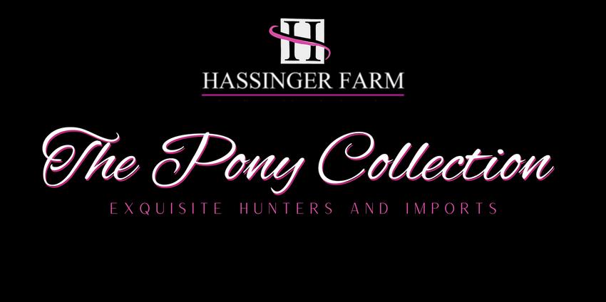 The Hassinger Spring Pony Collection consists of top quality division and green ponies from the US and abroad for sale or lease.