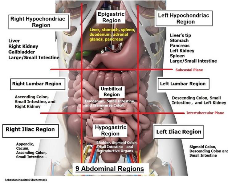which term describes the front surface of the body in the anatomical position