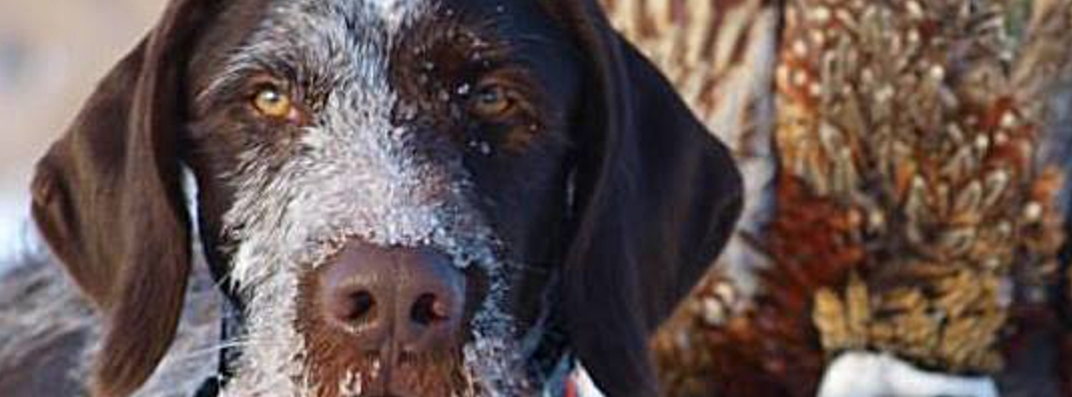 German Wirehaired Pointer, GWP - Yeti Rambler - Wind River Outpost