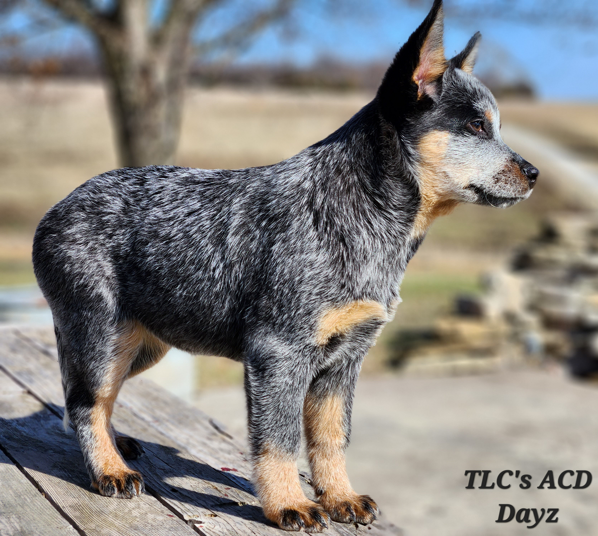 Tlc australian cattle hot sale dogs