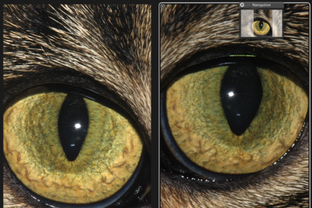 Iridology For Pets: Is It Possible?