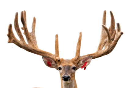 DOUBLE TAKE WHITETAIL FAWNS FOR SALE IN MICHIGAN