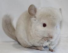 White best sale chinchilla price