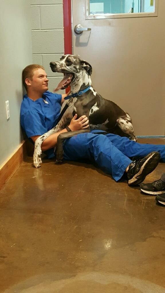Creature Comforts Kennels Pet Boarding Dog Grooming