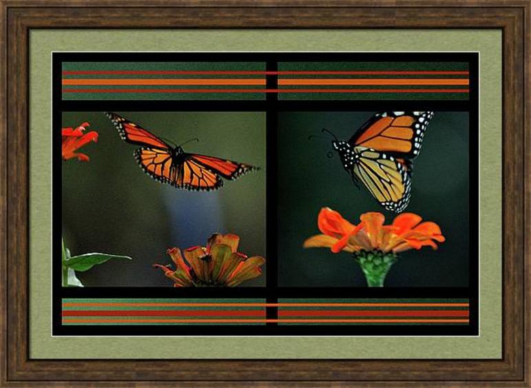 photos of a Monarch butterfly