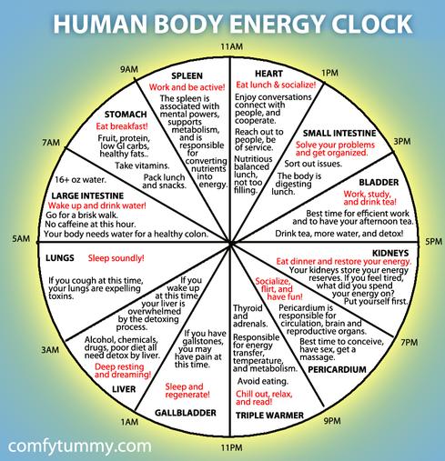 human body energy